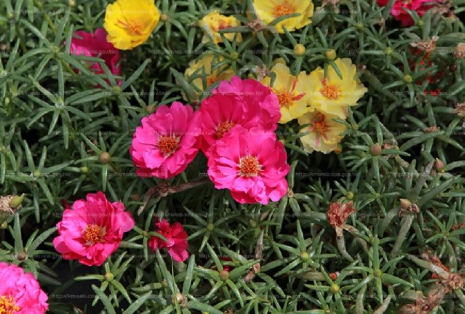 松葉牡丹播種技巧 松葉牡丹播種技巧