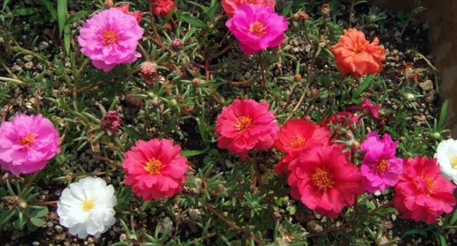 松葉牡丹播種技巧 松葉牡丹播種技巧