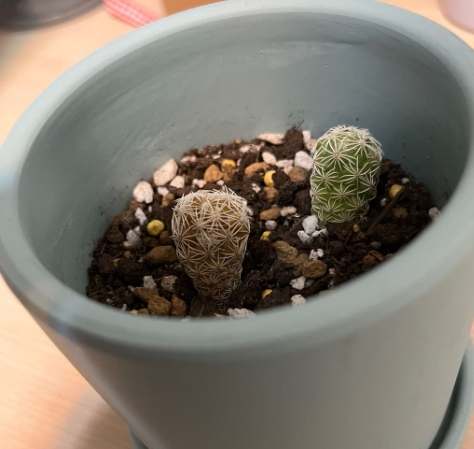 仙人掌養護技巧 仙人掌養護技巧