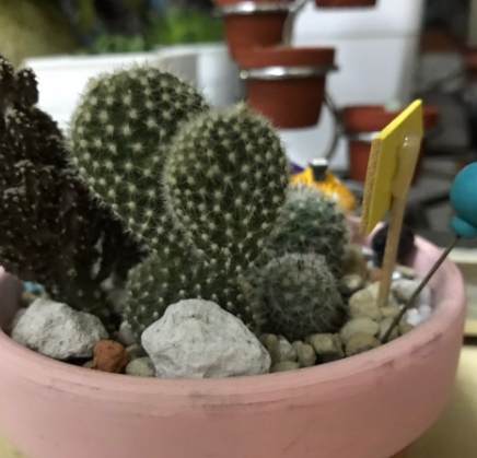 仙人掌軟化處理 仙人掌軟化處理