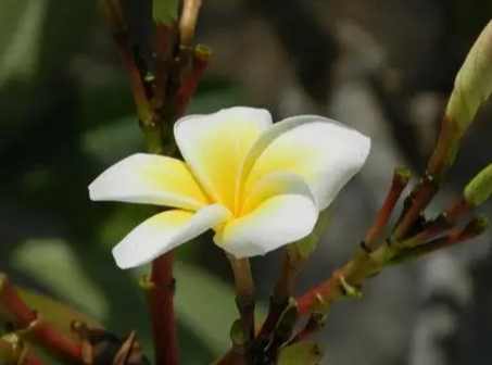 雞蛋花果實 雞蛋花果實