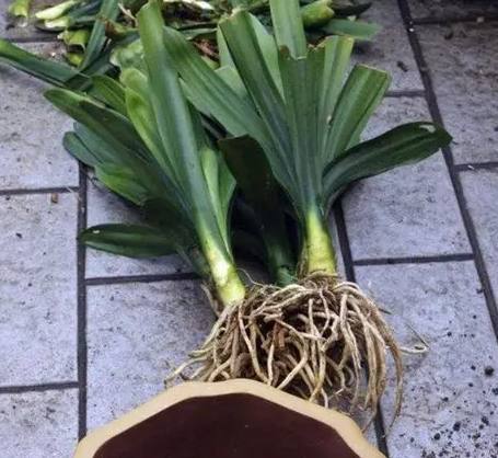 植物換盆技巧 植物換盆技巧