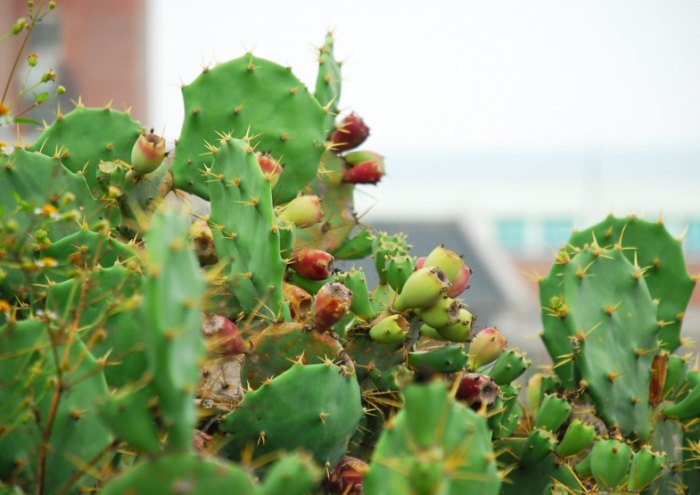 仙人掌果實營養