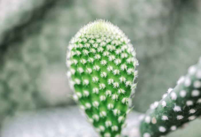 仙人掌風水 仙人掌風水