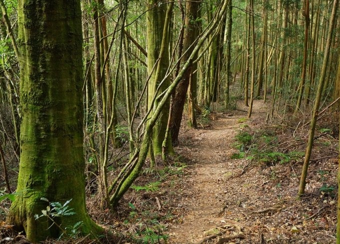 金柑樹山登山路線 金柑樹山登山路線