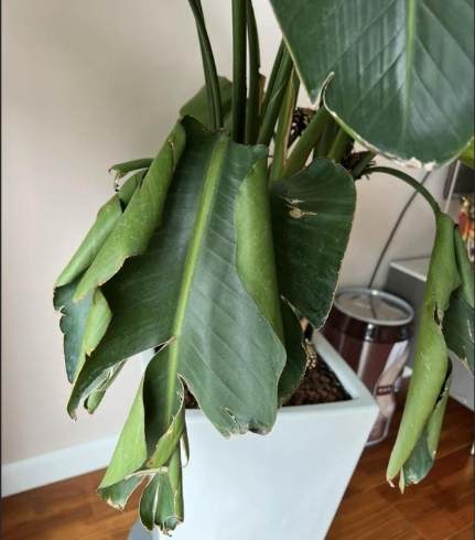 天堂鳥救活 天堂鳥救活