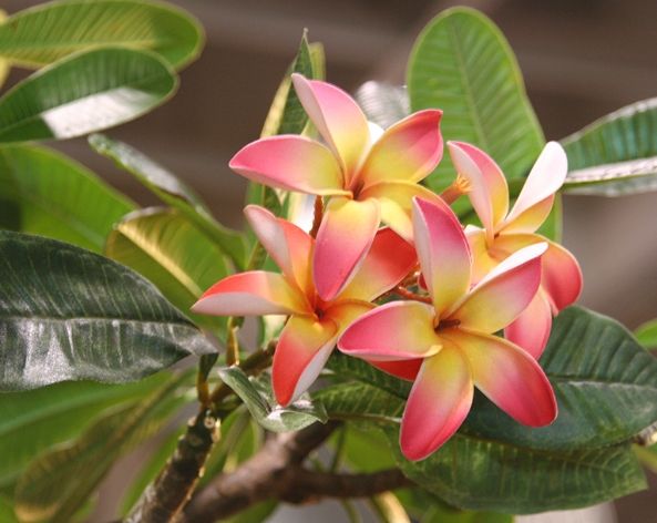 雞蛋花開花條件