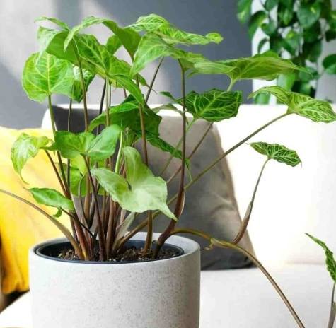 金璽美鐵芋種植 金璽美鐵芋種植