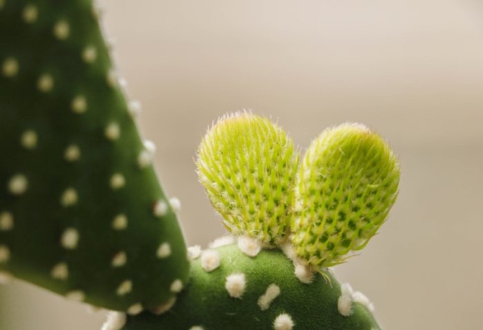 仙人掌悶養方法 仙人掌悶養方法