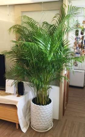 黃椰子盆栽照顧