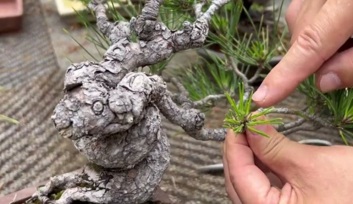 植物換盆後照顧