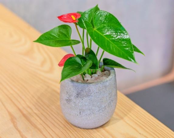 辦公室植物推薦