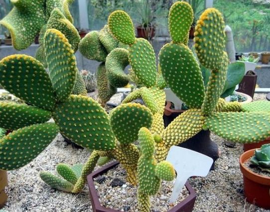 仙人掌施肥時機 仙人掌施肥時機