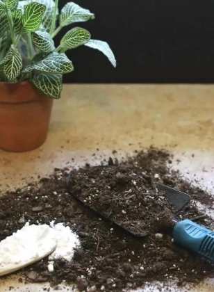 植物繁殖技巧 植物繁殖技巧