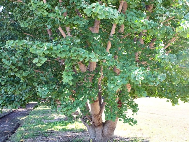 銀杏栽培步驟 銀杏栽培步驟