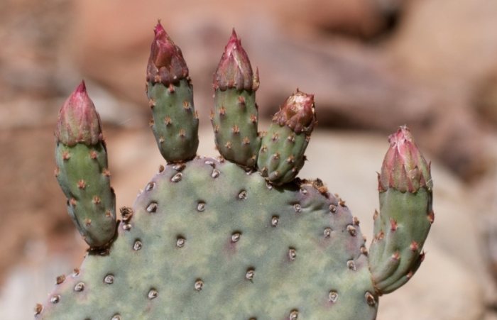 仙人掌紫色處理