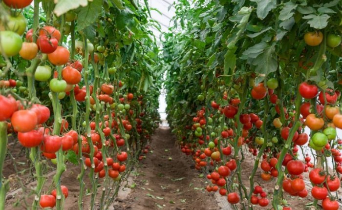 番茄繁殖方法