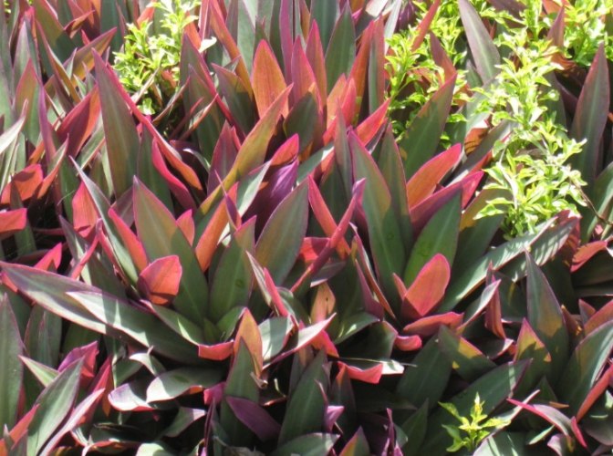 蚌蘭功效 蚌蘭功效