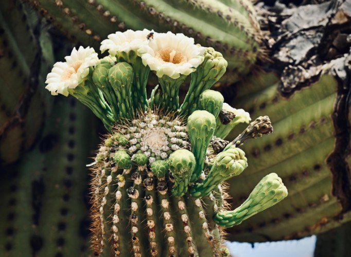 仙人掌死亡原因 仙人掌死亡原因