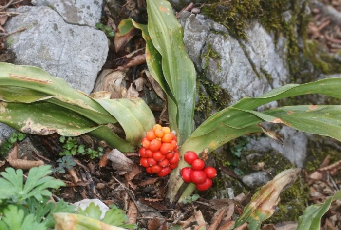 万年青养护 万年青养护