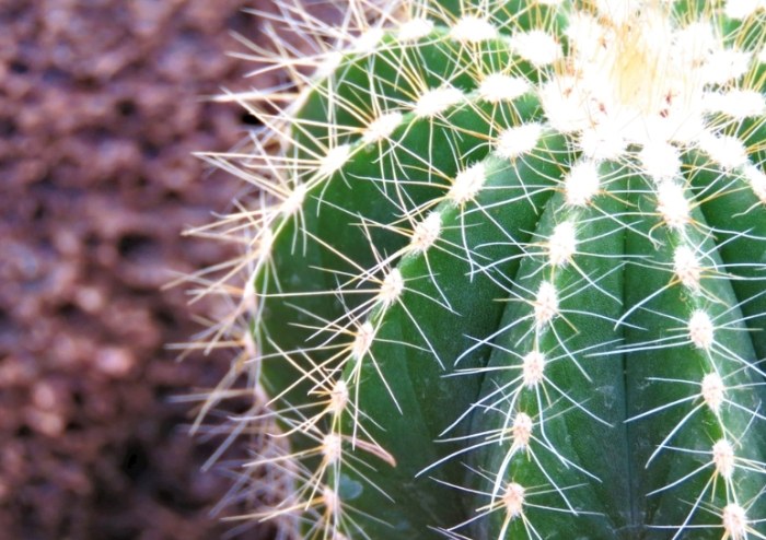 小仙人掌室内种植