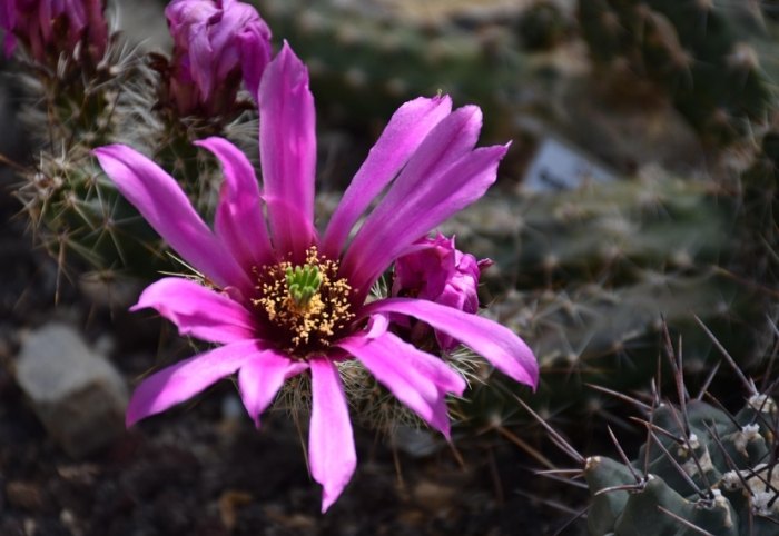 仙人掌澆水頻率 仙人掌澆水頻率