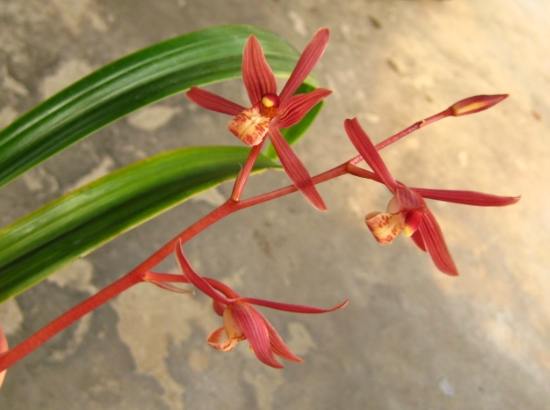 蘭花淋雨 蘭花淋雨