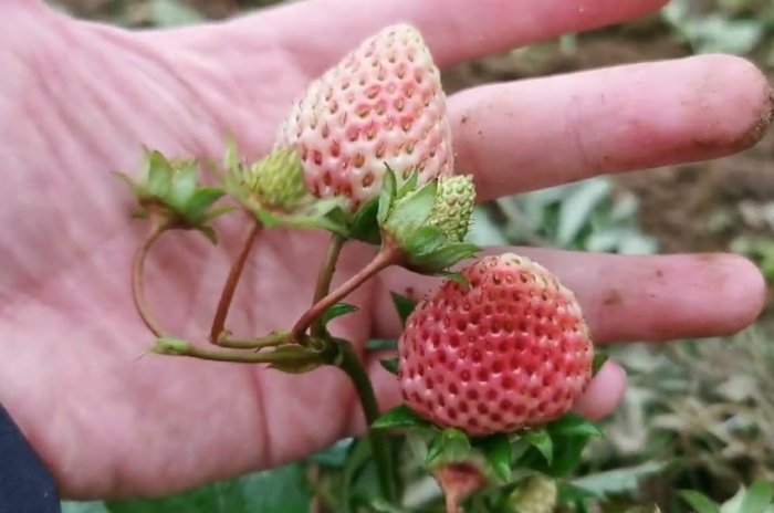 草莓甜度排名 草莓甜度排名