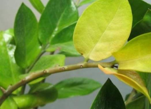 葉子變黃解決方案