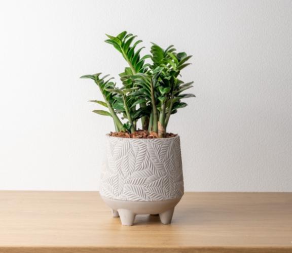 金璽植物養護 金璽植物養護