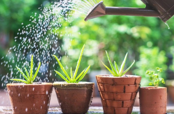 植物澆水頻率 植物澆水頻率