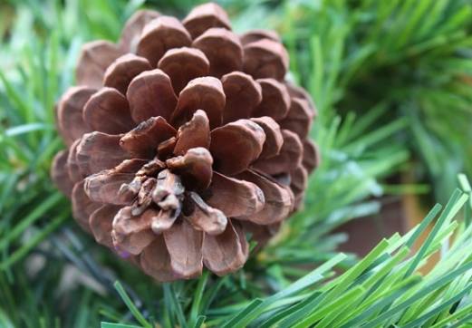 黑松果實種植技巧 黑松果實種植技巧