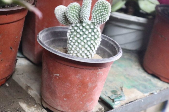 仙人掌變紅原因