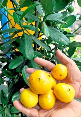 福木果實毒性 福木果實毒性