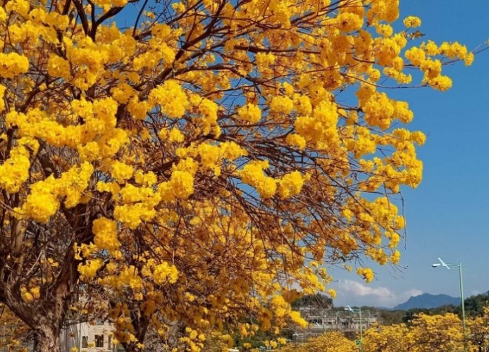 黃花文化意義 黃花文化意義