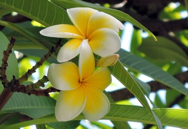 雞蛋花種植方法