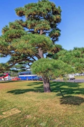 黑松種植日照管理