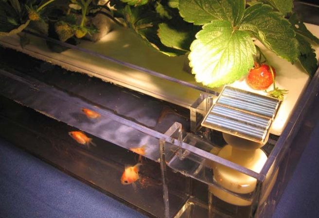 aquaponics 台灣
