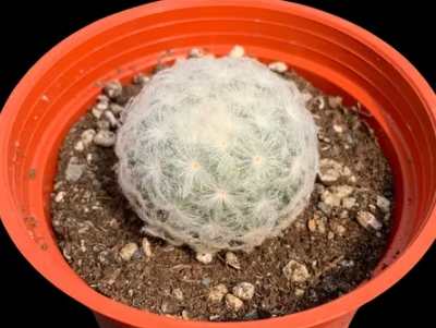 白星仙人掌養護方法