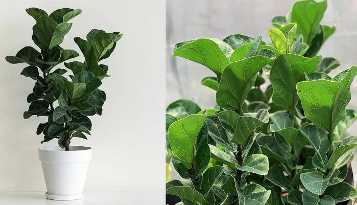 室內植物生長 室內植物生長