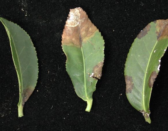 葉尖褐化治療 葉尖褐化治療