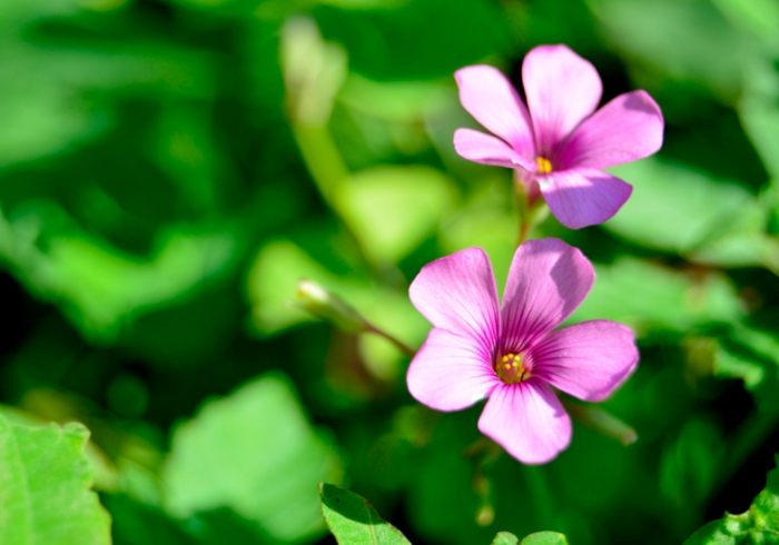 常見五瓣花 常見五瓣花