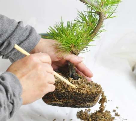 盆栽換土方法 盆栽換土方法