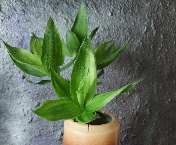 萬年青養護方法 萬年青養護方法