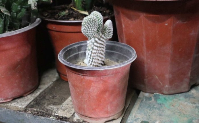 盆栽換土時機 盆栽換土時機