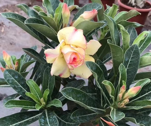 沙漠玫瑰葉子變紅預防