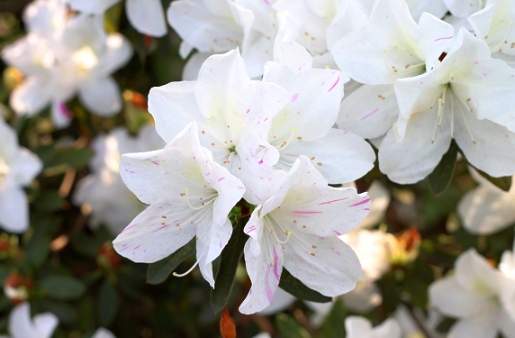杜鵑花室內種植