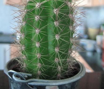 仙人掌病害處理 仙人掌病害處理