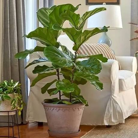 琴葉榕葉子曬傷