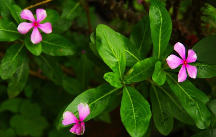 常見五瓣花 常見五瓣花